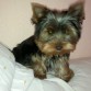 Es un cachorro muy jugueton y groton. Es super cariñoso y sociable.